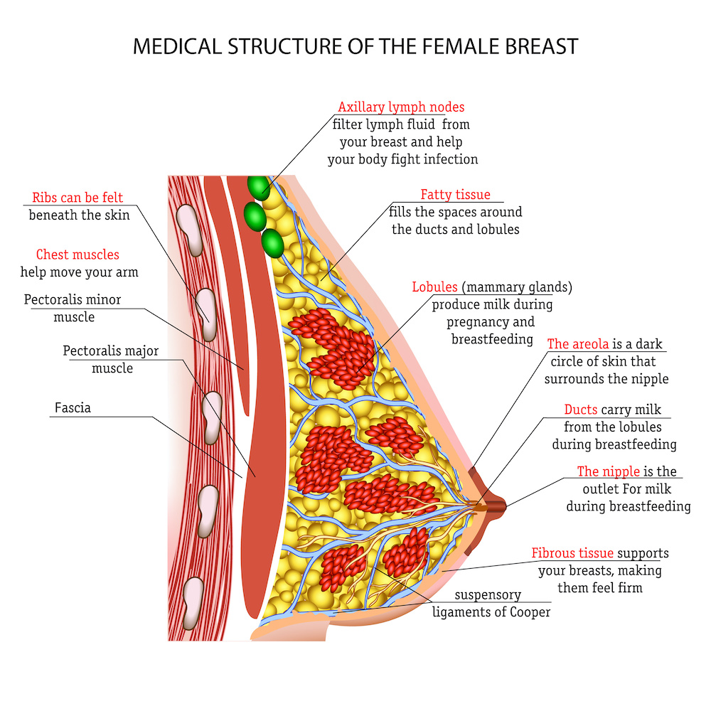 Breast Reconstruction - Medical structure of the female breast diagram
